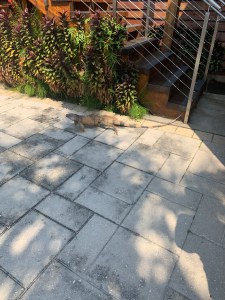 IMG_0891